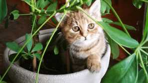 Jak odehrávat kočka plachý v květináčích